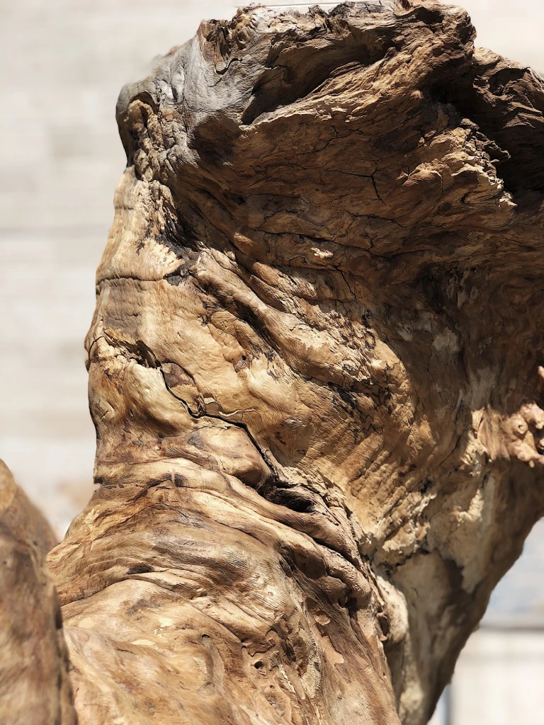 T-M - Sentinel I Form - B