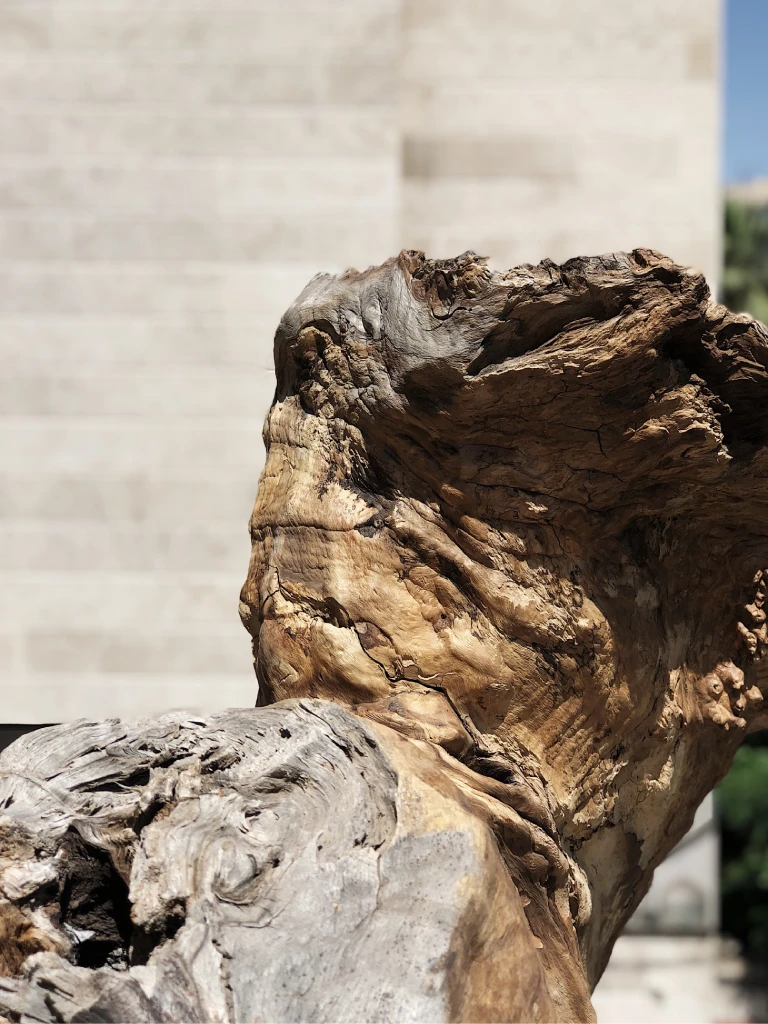 T-M - Sentinel I Form - C