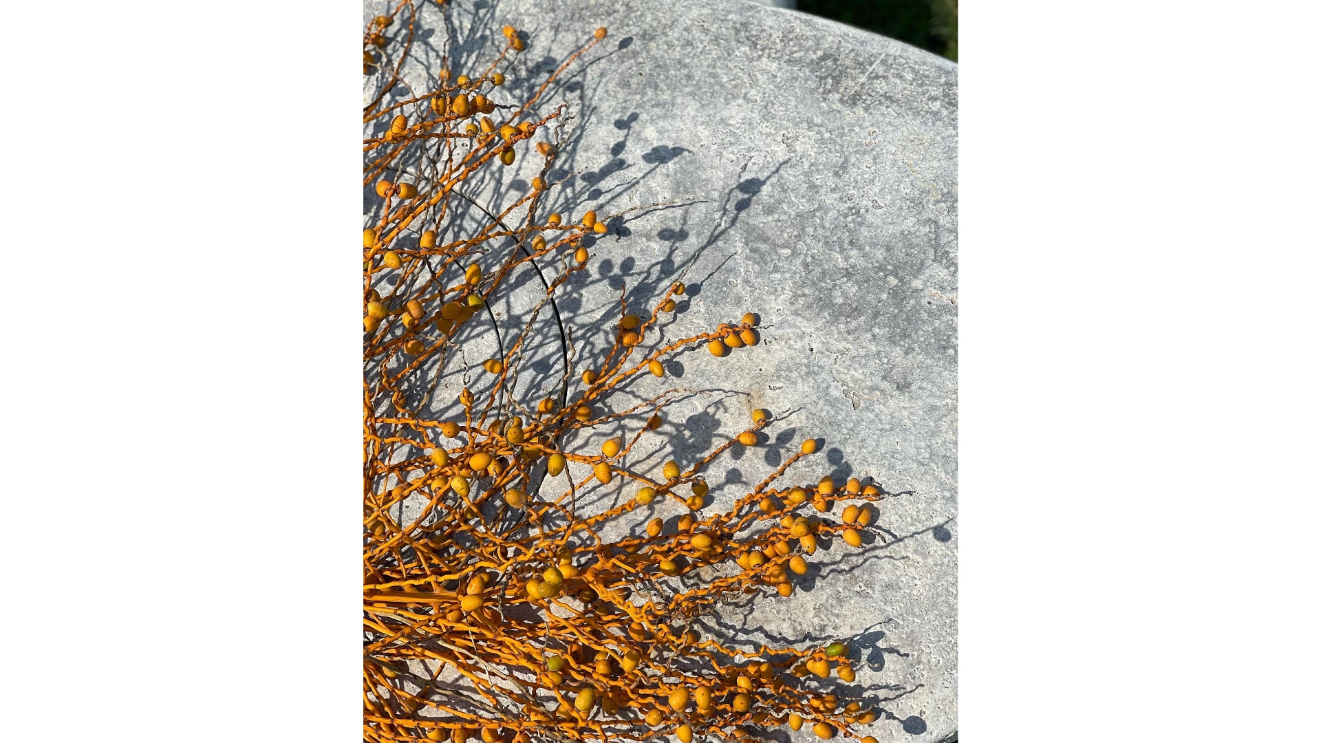 ob-desktop-Humpback Whales Table - C